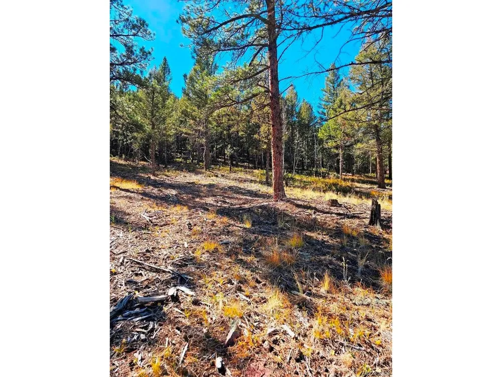 1504 County Road 43 Bailey, CO 80421