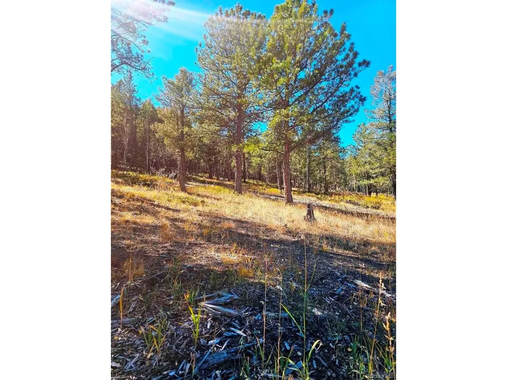 1504 County Road 43 Bailey, CO 80421