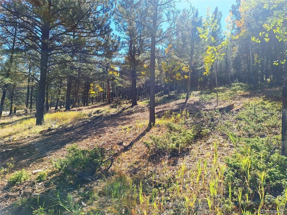 1504 County Road 43 Bailey, CO 80421
