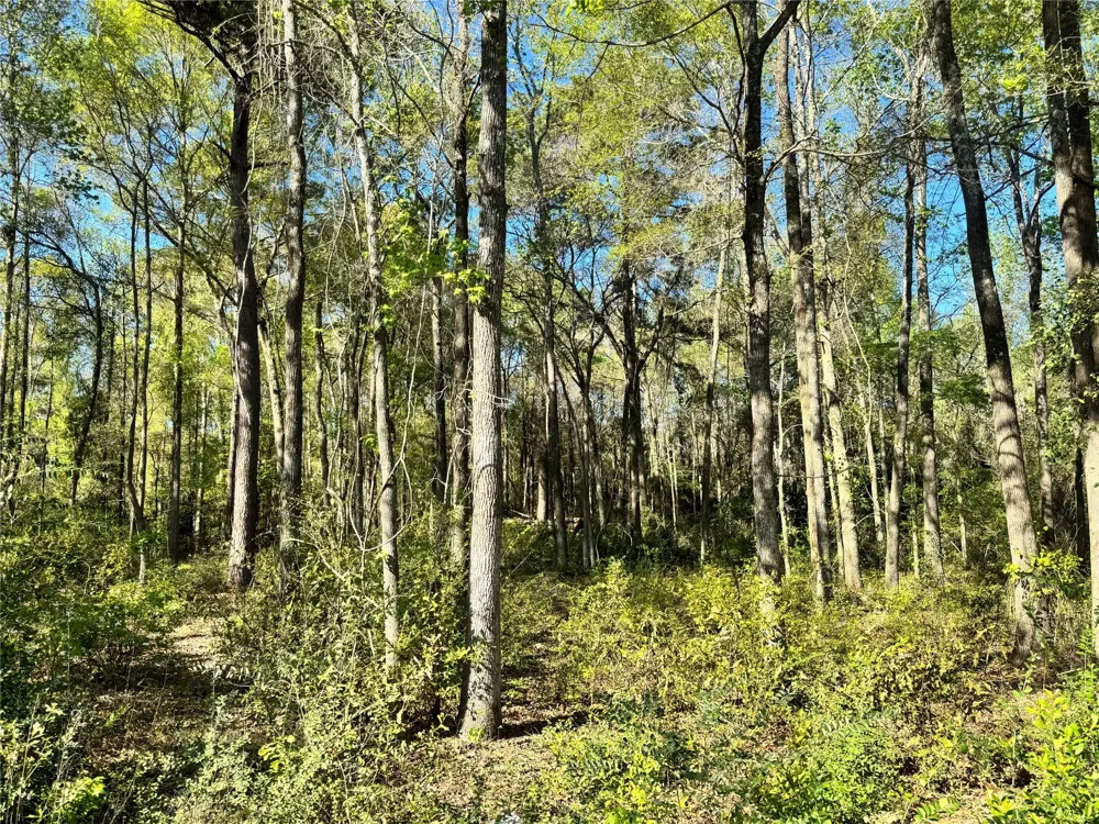 Railroad Avenue Shepherd, TX 77371