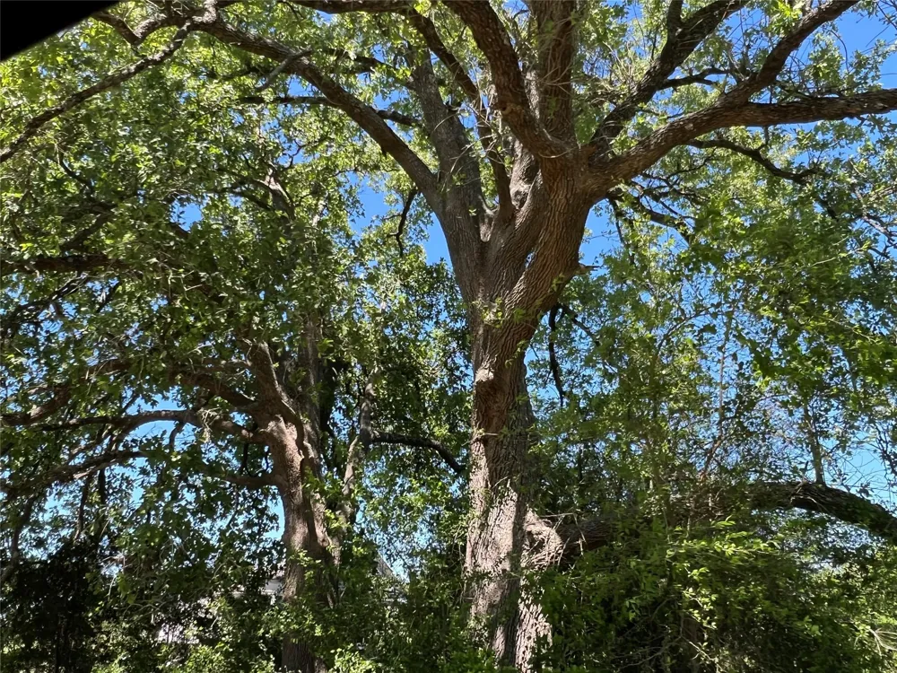 13945 Peterson Tract 50 Acres Anderson, TX 77830
