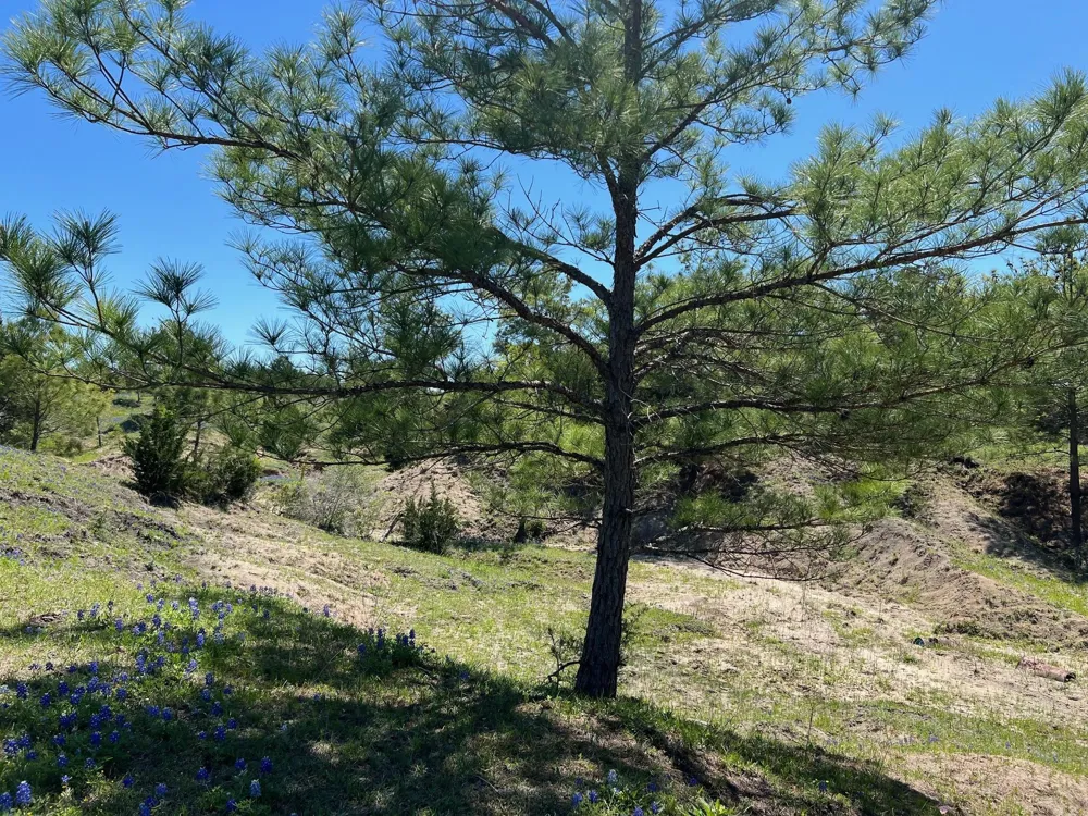 13945 Peterson Tract 50 Acres Anderson, TX 77830