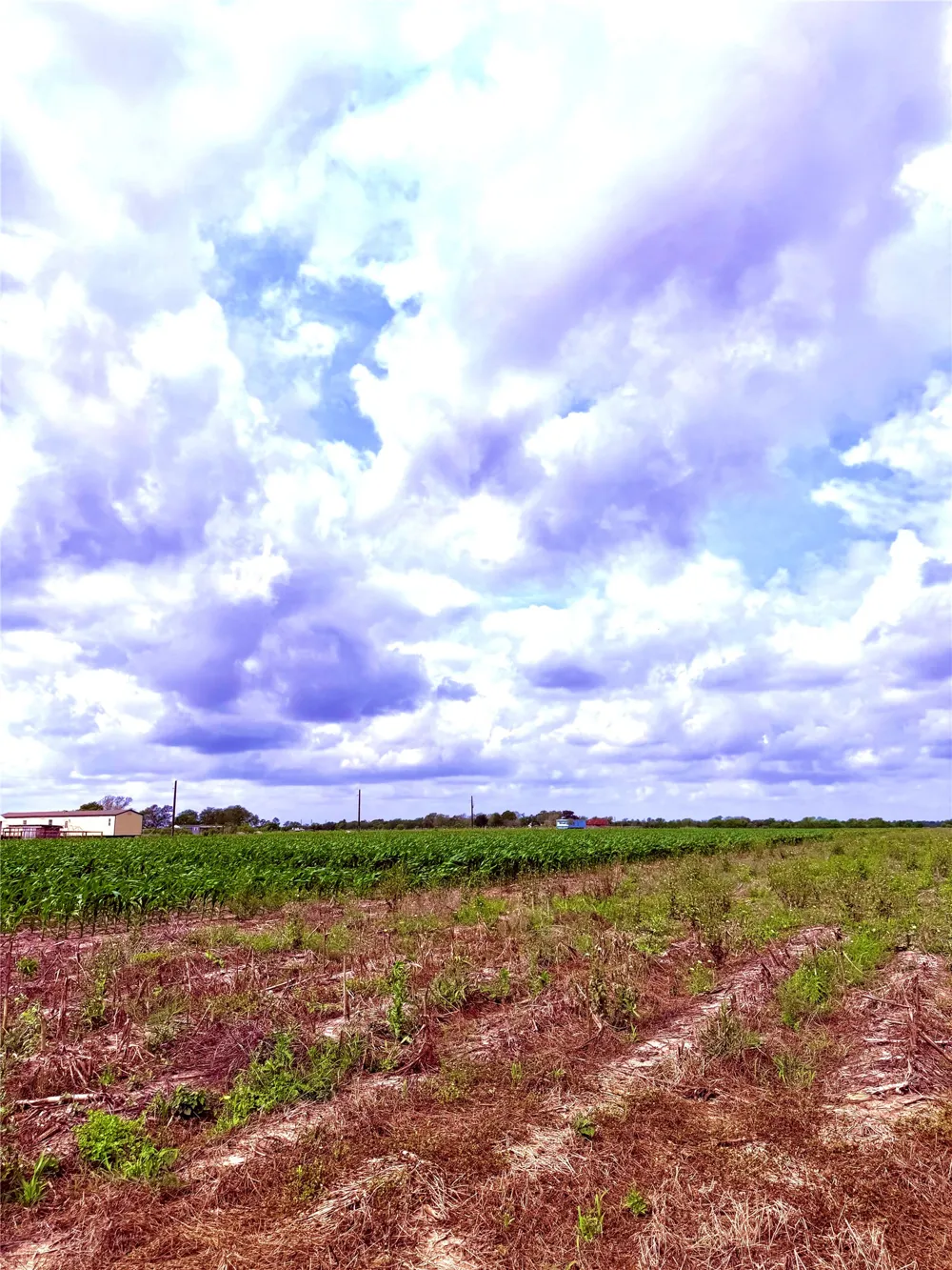 4421 Polak Rd Road Orchard, TX 77485