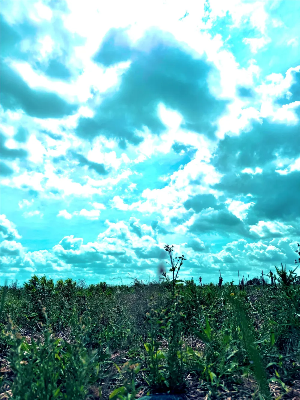 4421 Polak Rd Road Orchard, TX 77485