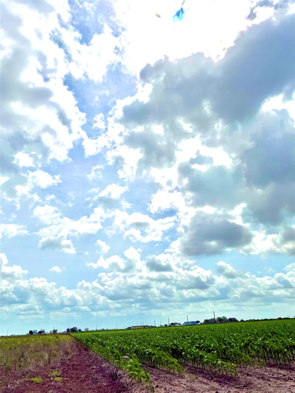 4421 Polak Rd Road Orchard, TX 77485