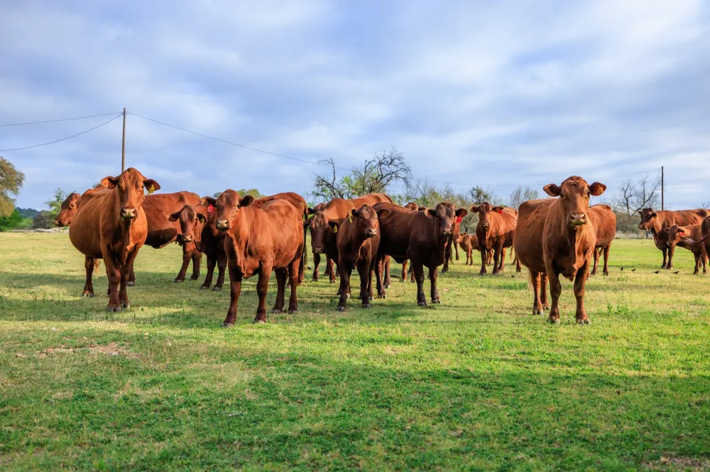10250 E Fm 501 San Saba, TX 76877