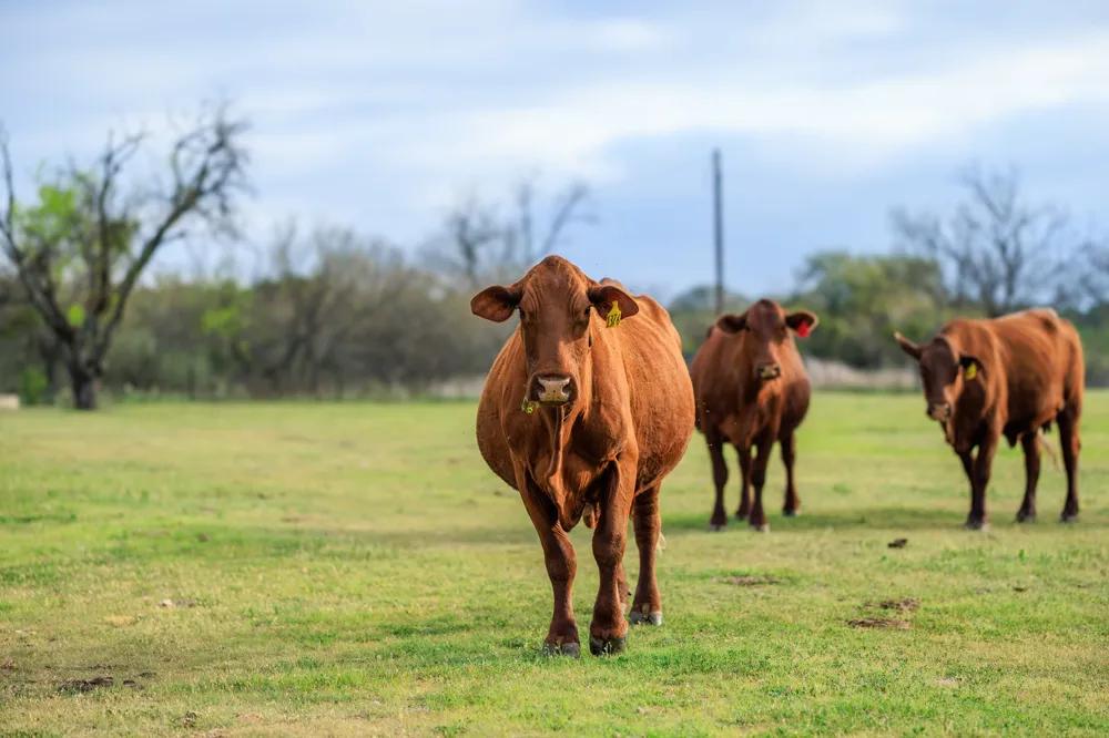 10250 E Fm 501 San Saba, TX 76877