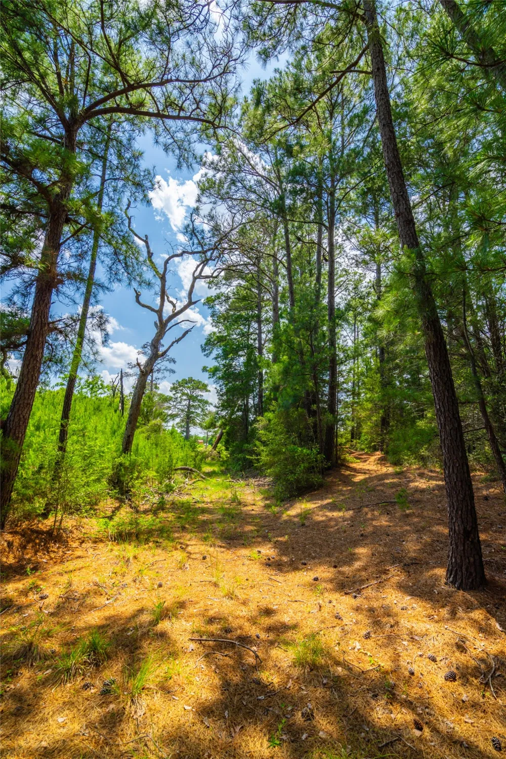 677 Old Antioch Road Smithville, TX 78957