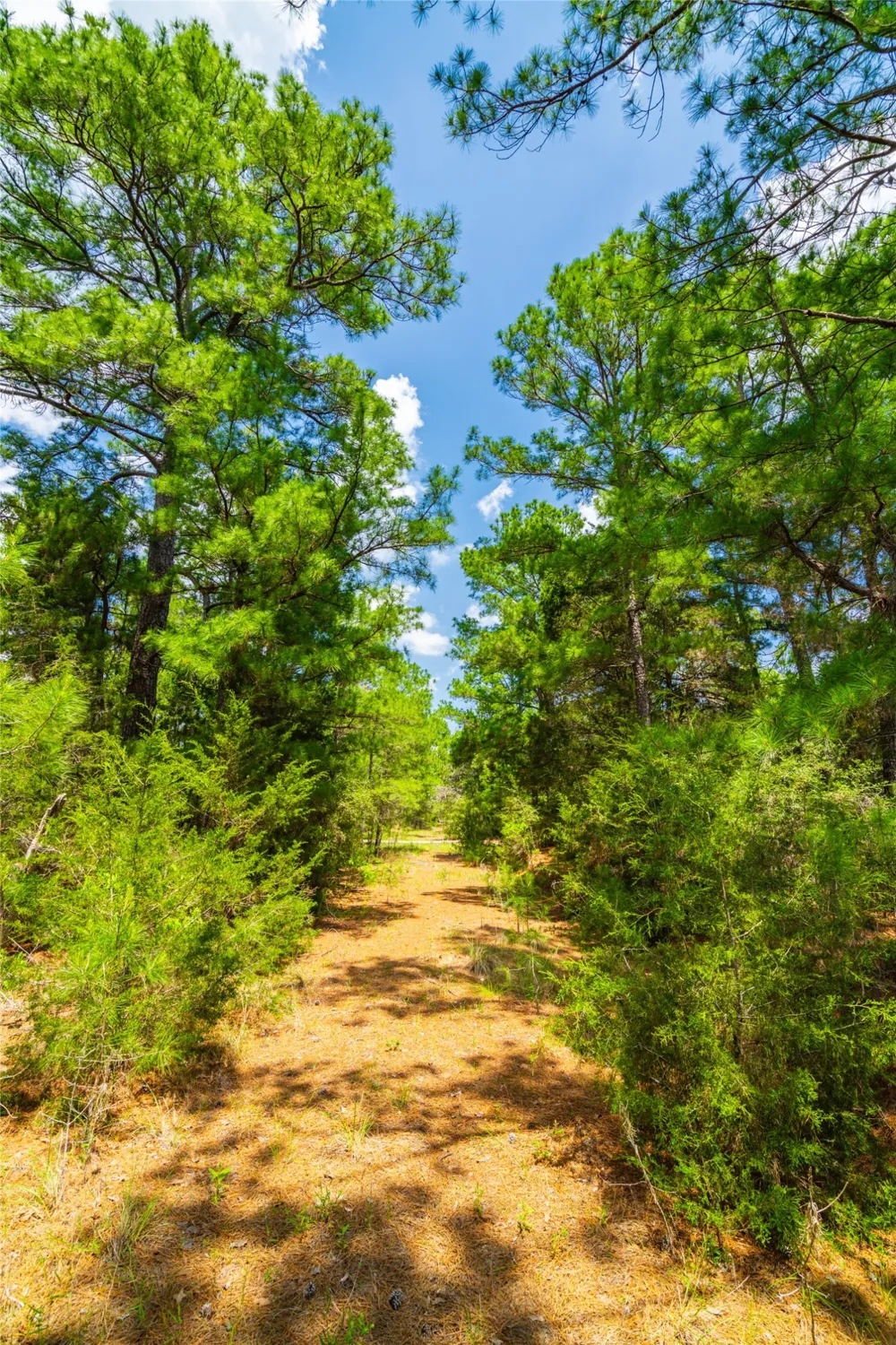 677 Old Antioch Road Smithville, TX 78957