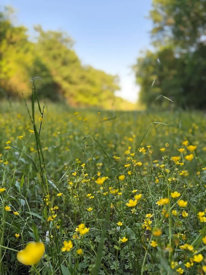 County Road 855 Teague, TX 75860