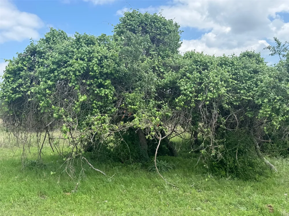 40 Maverick Way Briggs, TX 78608