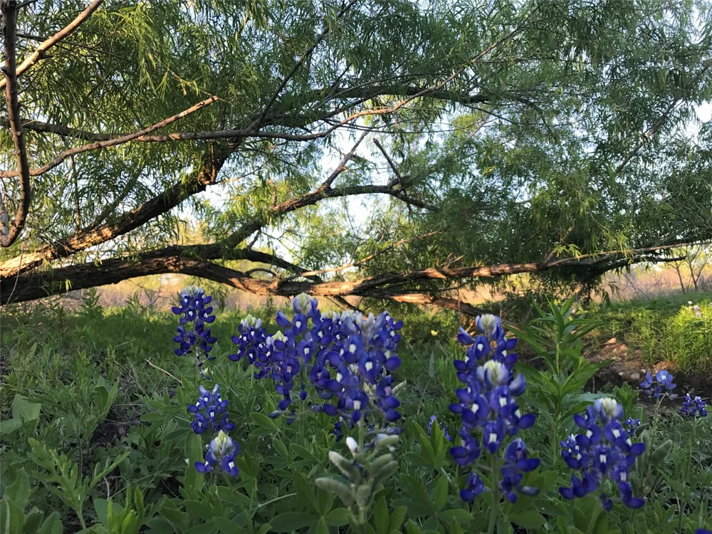 15501 Goforth Road Buda, TX 78610