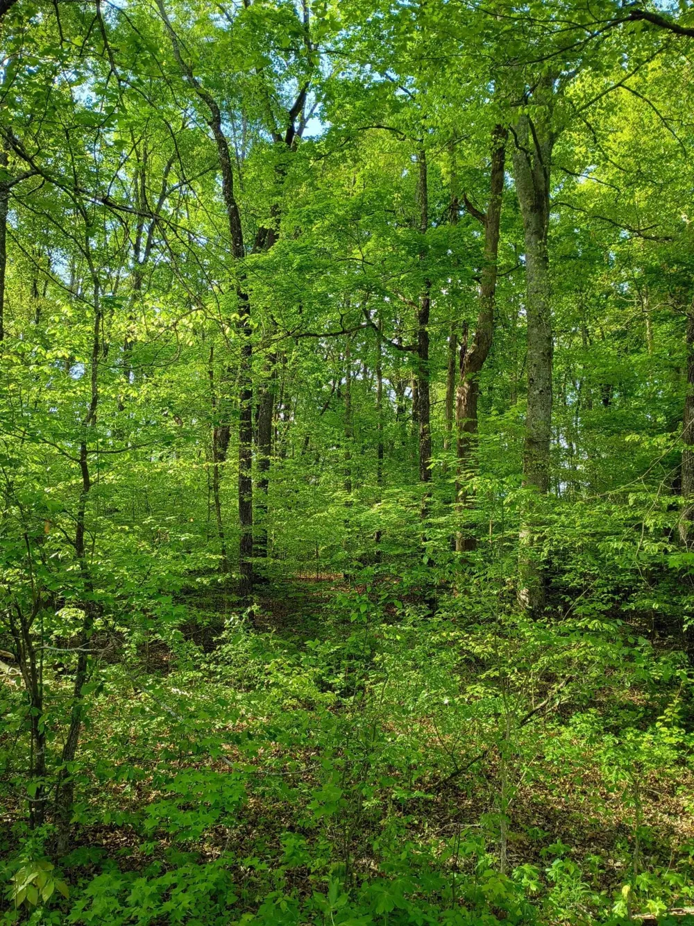 44 County Road 219 Decatur, TN 37322