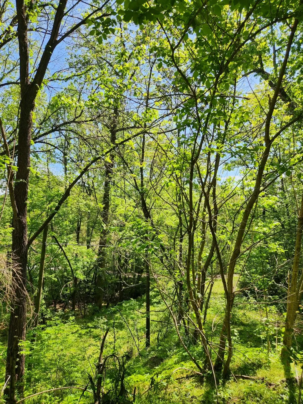 3734 Highway 41 Trail Ringgold, GA 30736