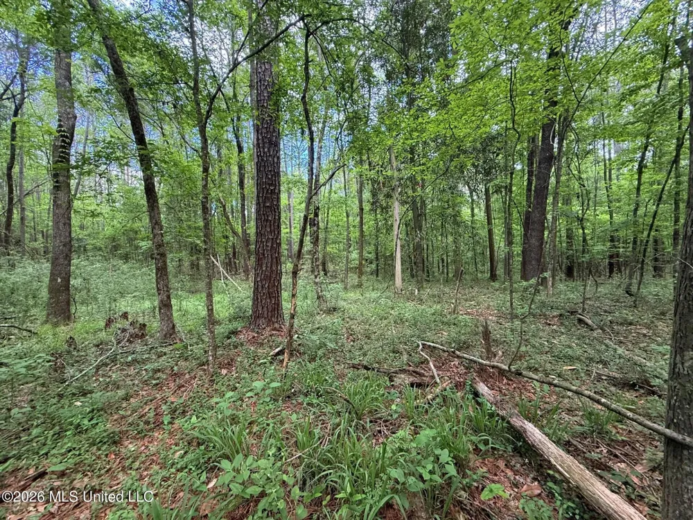 2538 Us-98 Smithdale, MS 39664
