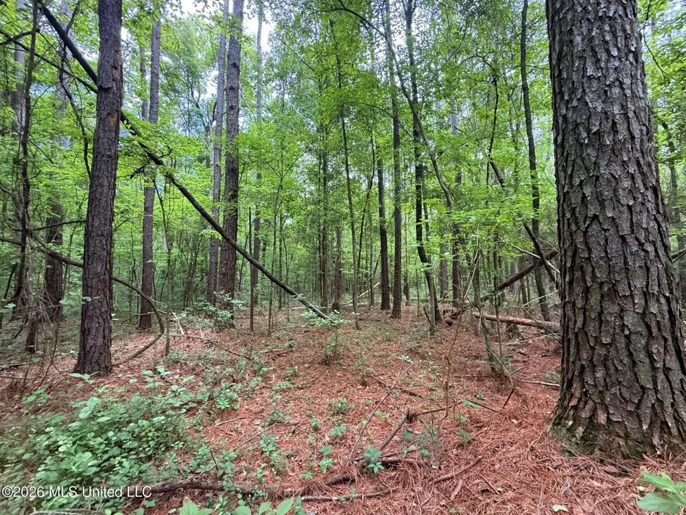 2538 Us-98 Smithdale, MS 39664