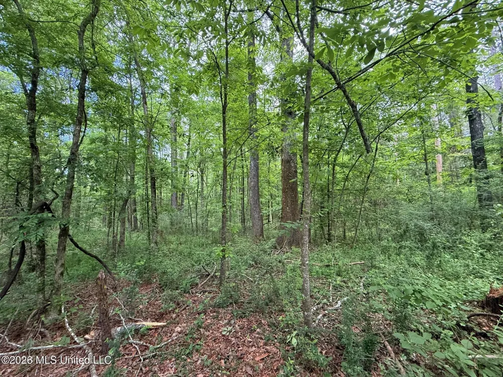 2538 Us-98 Smithdale, MS 39664