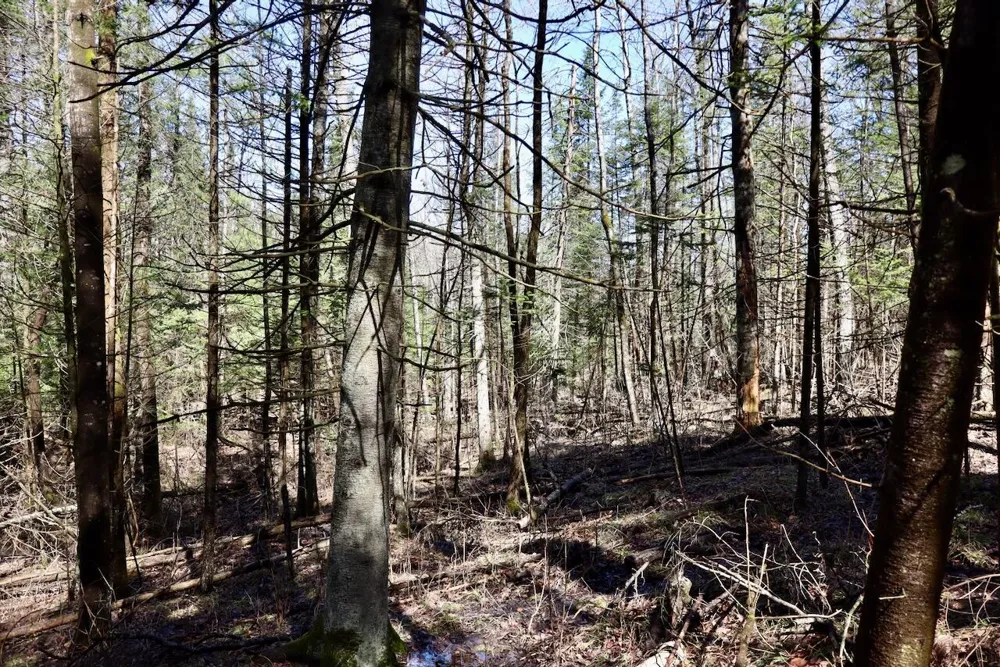 1697 Wildwood Road Sterling, MI 48659