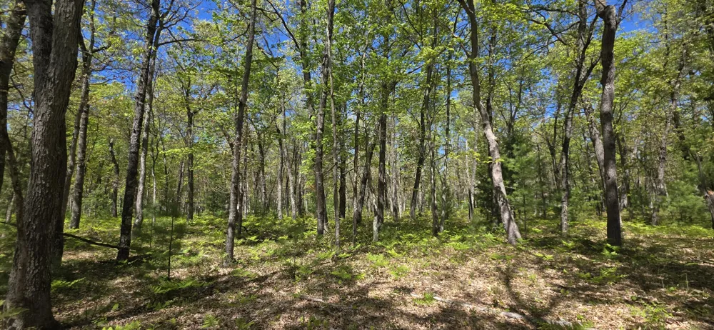 E Koenig Road Free Soil, MI 49411