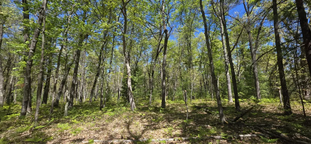 E Koenig Road Free Soil, MI 49411