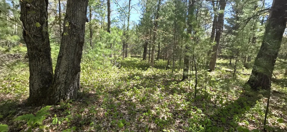E Koenig Road Free Soil, MI 49411