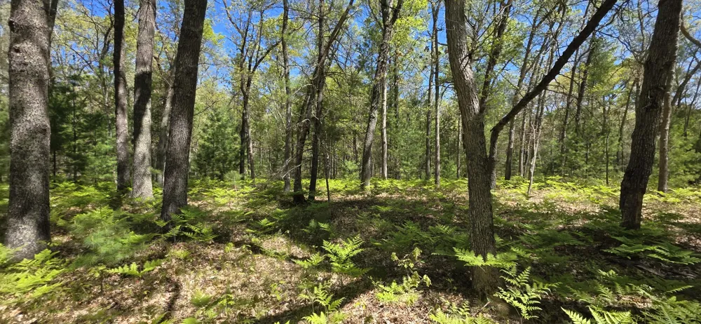E Koenig Road Free Soil, MI 49411