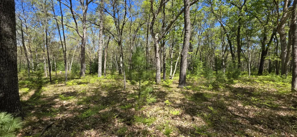 E Koenig Road Free Soil, MI 49411