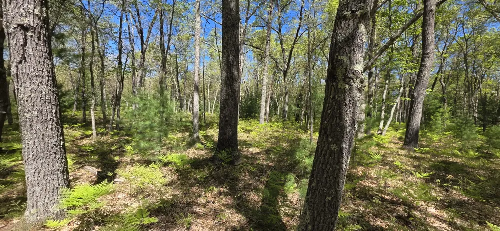 E Koenig Road Free Soil, MI 49411