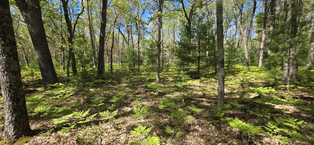 E Koenig Road Free Soil, MI 49411