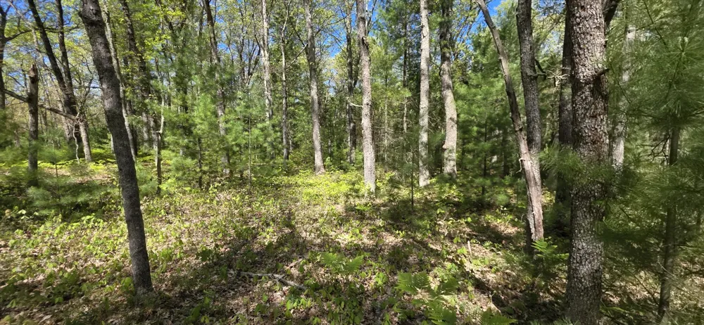 E Koenig Road Free Soil, MI 49411