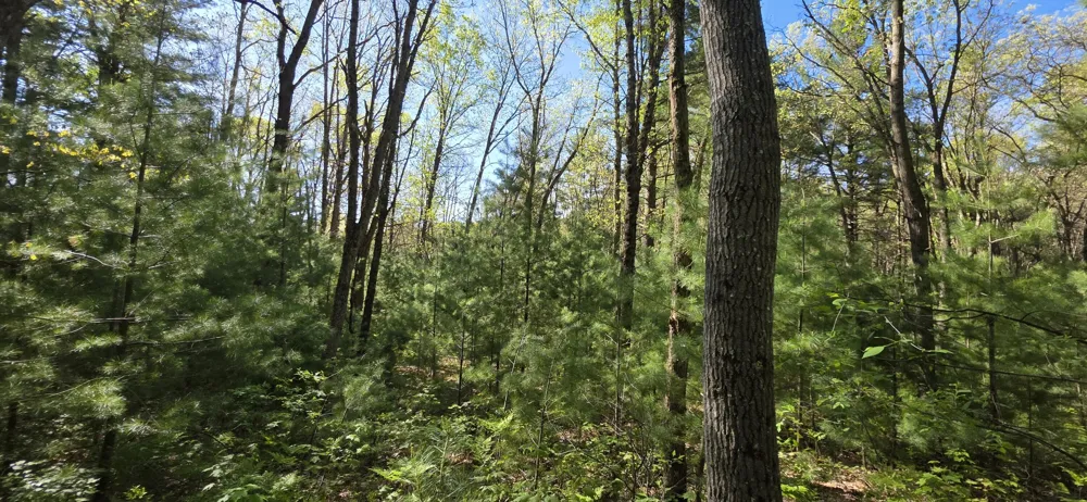 E Hoague Road Free Soil, MI 49411