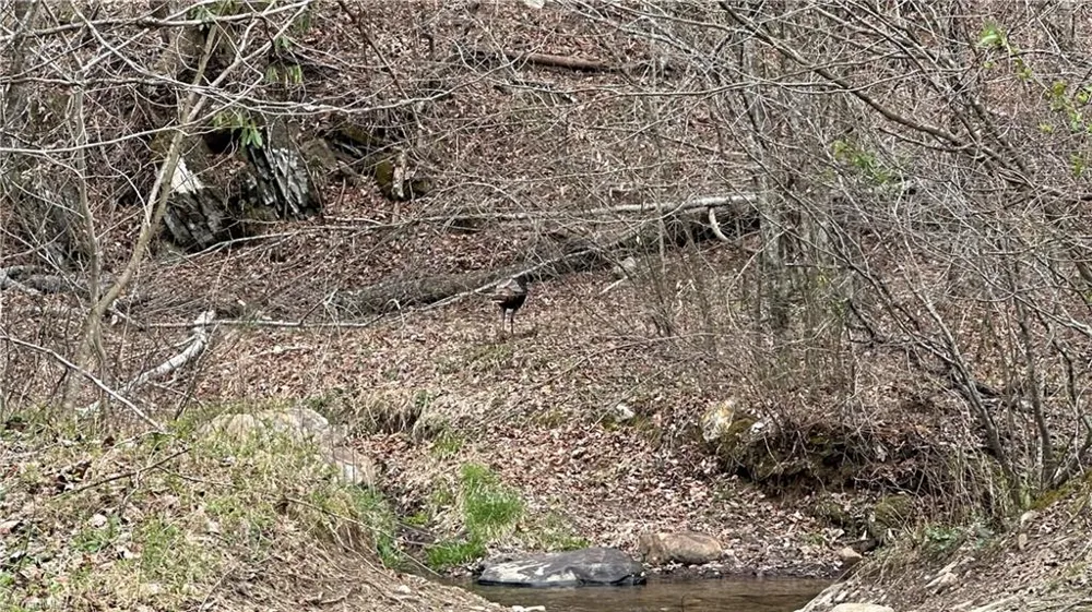 TBD Darnell Creek Road Millers Creek, NC 28651