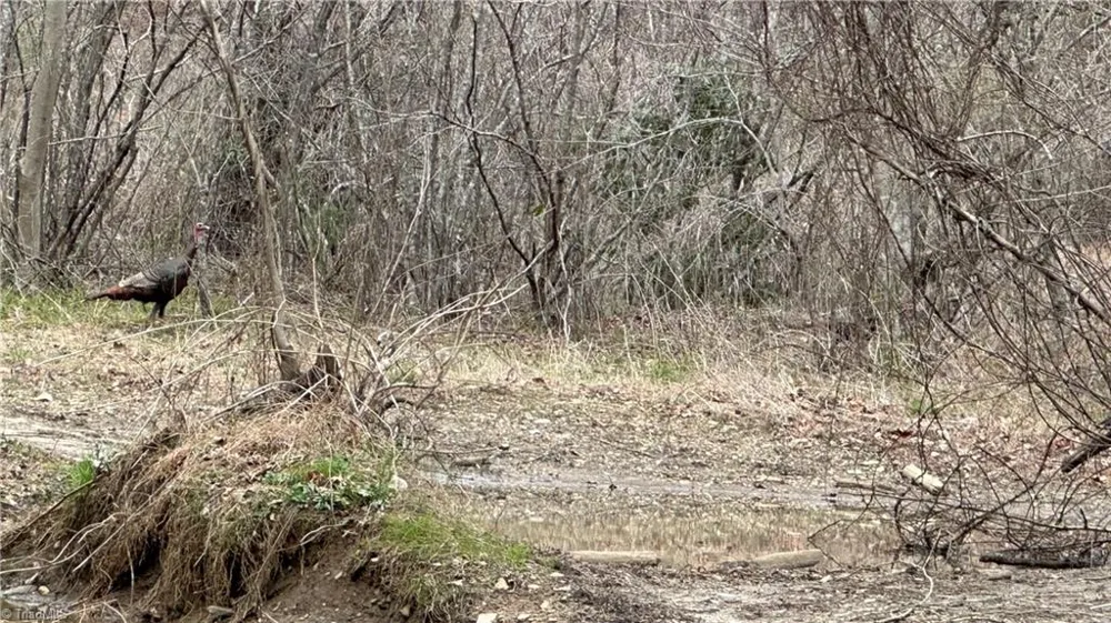 TBD Darnell Creek Road Millers Creek, NC 28651
