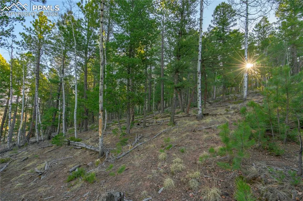 88 Malmsey Lane Divide, CO 80814