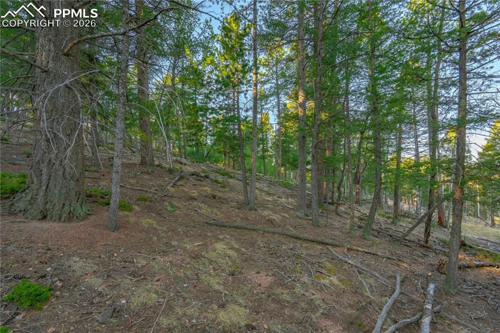 88 Malmsey Lane Divide, CO 80814