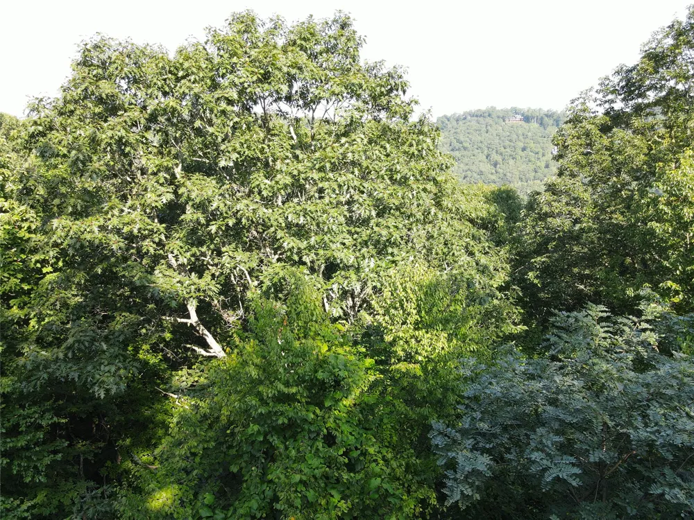 9 Old Forester Trail Cullowhee, NC 28723