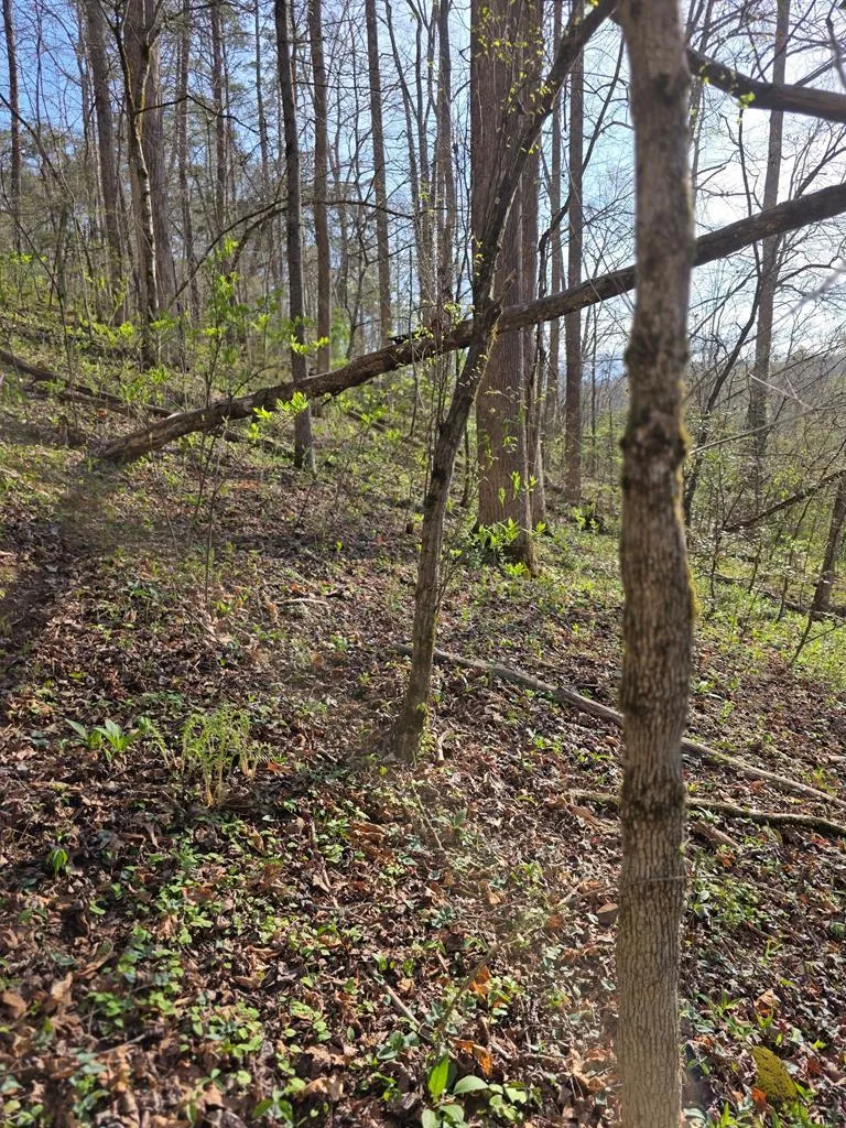 Robinhood Lane Franklin, NC 28734