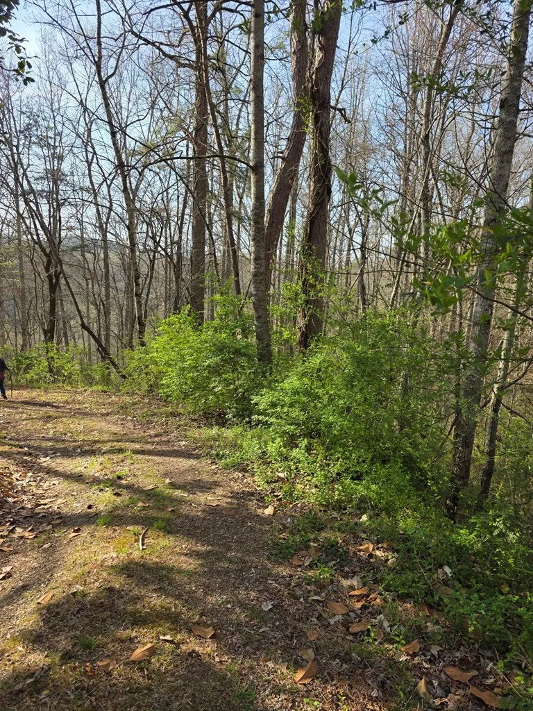 Robinhood Lane Franklin, NC 28734