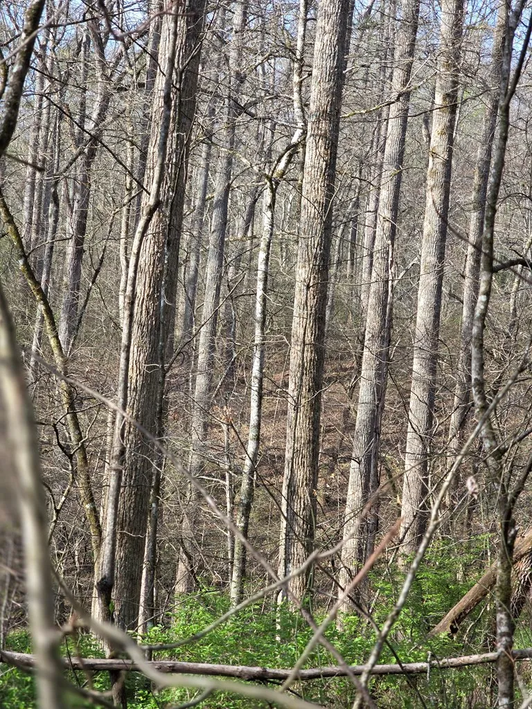 Robinhood Lane Franklin, NC 28734