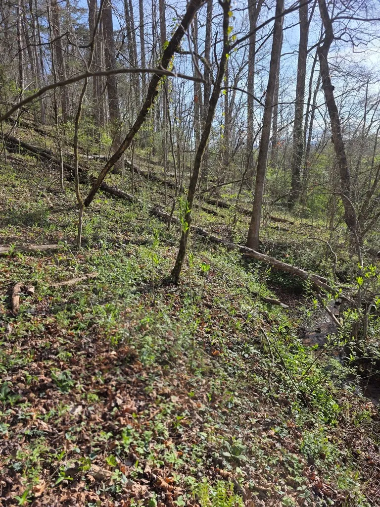 Robinhood Lane Franklin, NC 28734