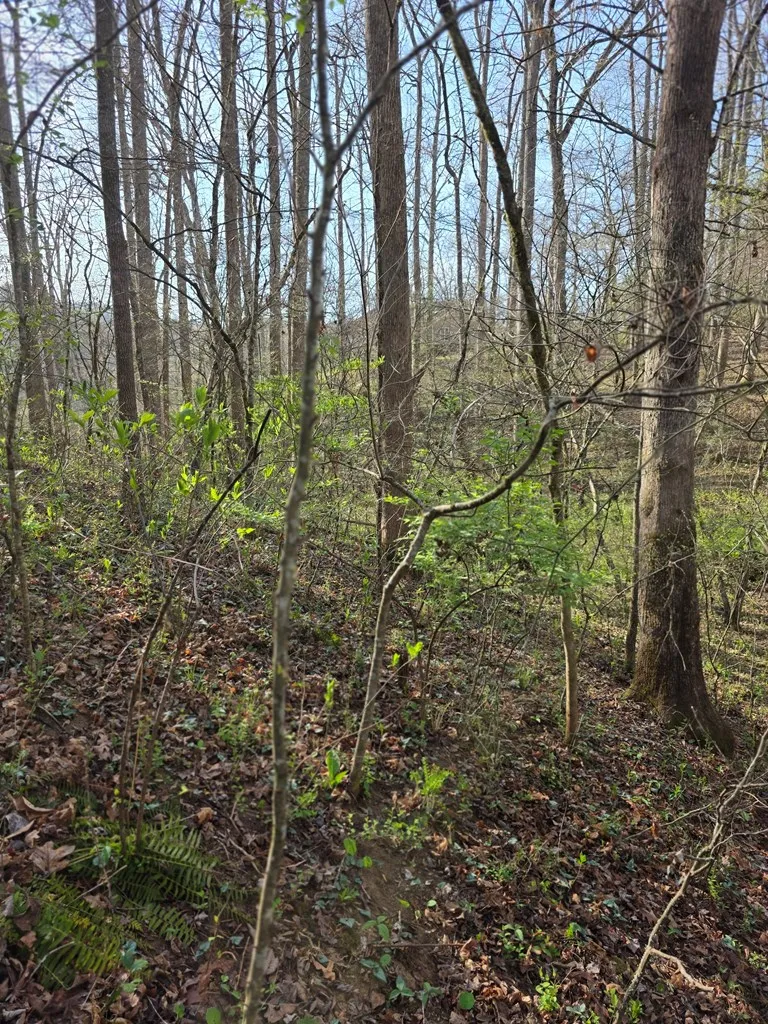 Robinhood Lane Franklin, NC 28734