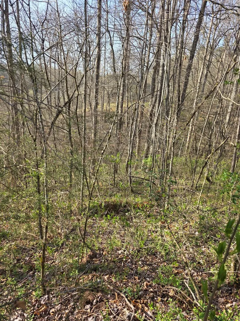 Robinhood Lane Franklin, NC 28734