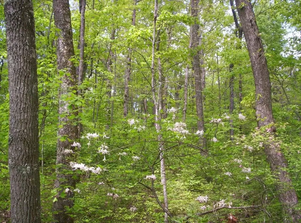 Sequatchie Mountain Road Sequatchie, TN 37374