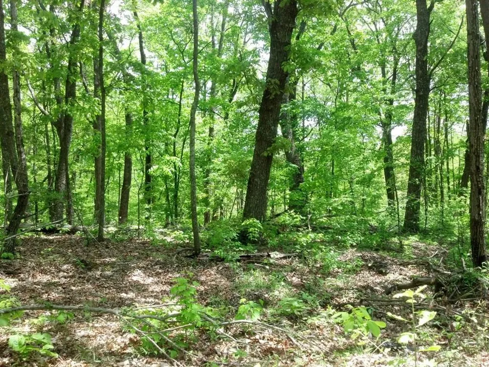 Sequatchie Mountain Road Sequatchie, TN 37374