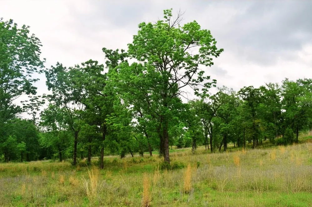 Fcr 421 W Buffalo, TX 75831