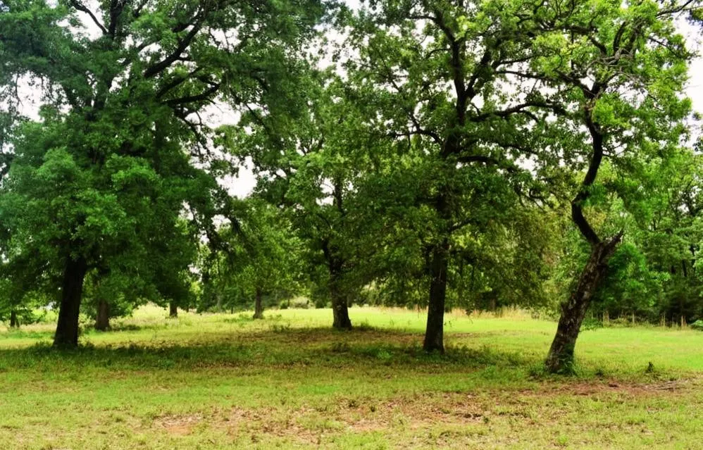 Fcr 421 W Buffalo, TX 75831