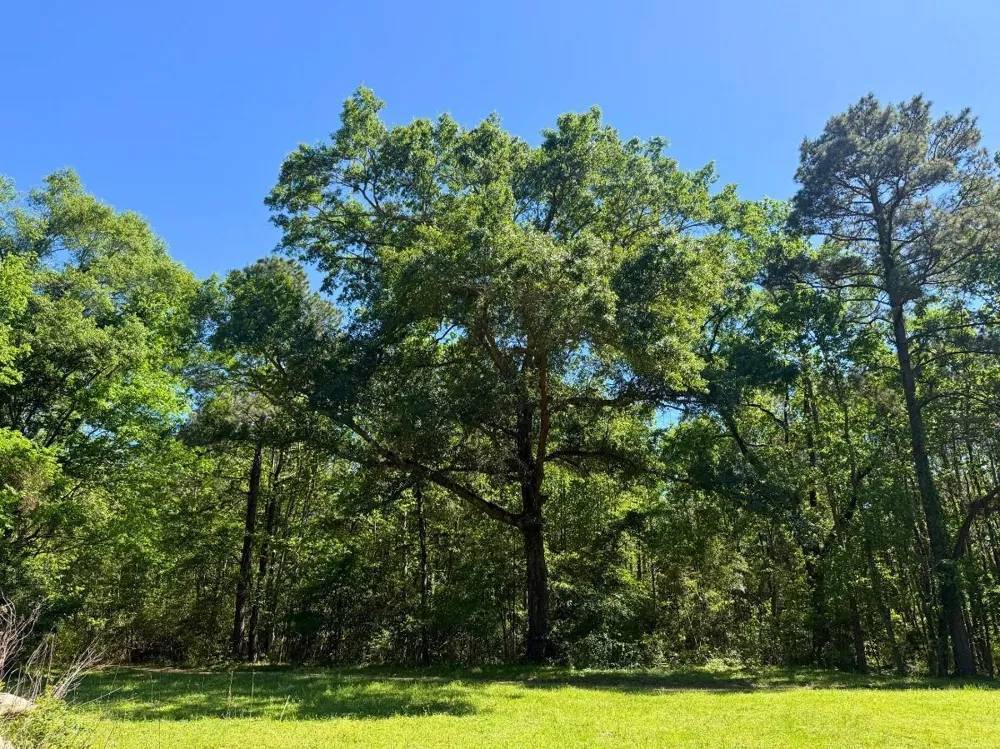Hwy 150 Coldspring, TX 77331