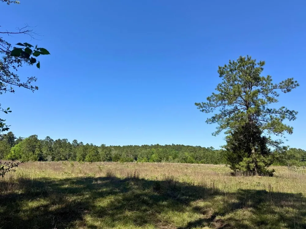 Hwy 150 Coldspring, TX 77331