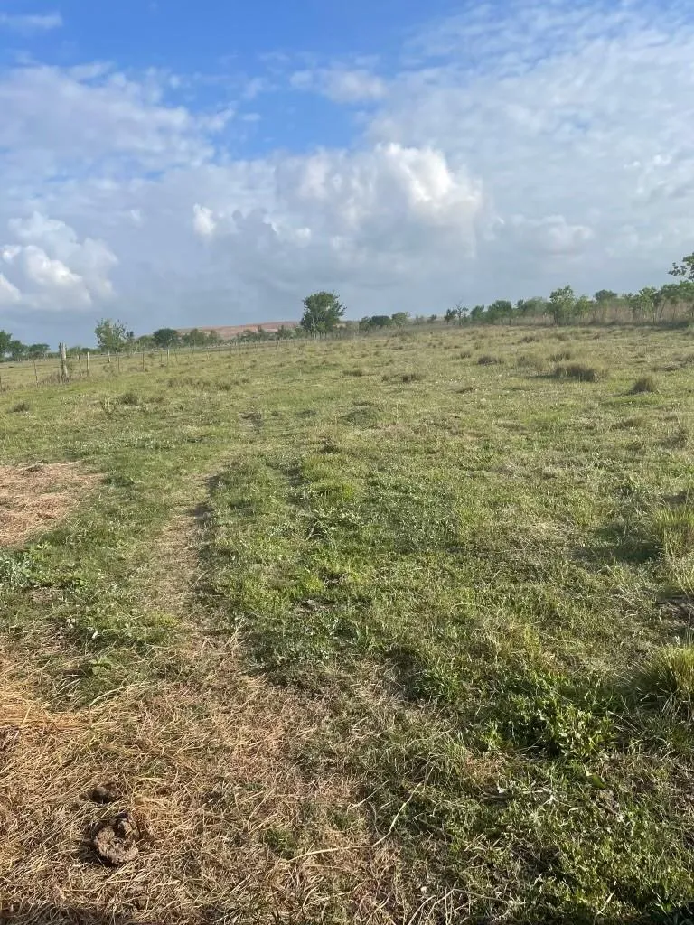 1010 County Road 595 Drive Angleton, TX 77515