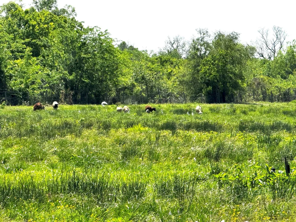 3400 Fm 1127 Shepherd, TX 77371